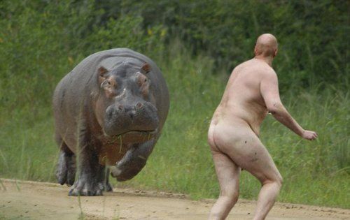 Hippo chasing man Blank Meme Template