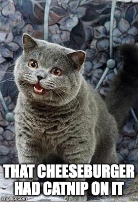 I can has cheezburger cat | THAT CHEESEBURGER HAD CATNIP ON IT | image tagged in i can has cheezburger cat | made w/ Imgflip meme maker