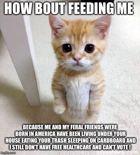 Cute Cat Meme | HOW BOUT FEEDING ME; BECAUSE ME AND MY FERAL FRIENDS WERE BORN IN AMERICA HAVE BEEN LIVING UNDER YOUR HOUSE EATING YOUR TRASH SLEEPING ON CARDBOARD AND I STILL DON’T HAVE FREE HEALTHCARE AND CAN’T VOTE ! | image tagged in memes,cute cat | made w/ Imgflip meme maker