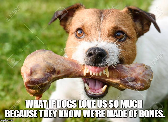 dog bone | WHAT IF DOGS LOVE US SO MUCH BECAUSE THEY KNOW WE'RE MADE OF BONES. | image tagged in dog bone,funny,memes,funny memes | made w/ Imgflip meme maker