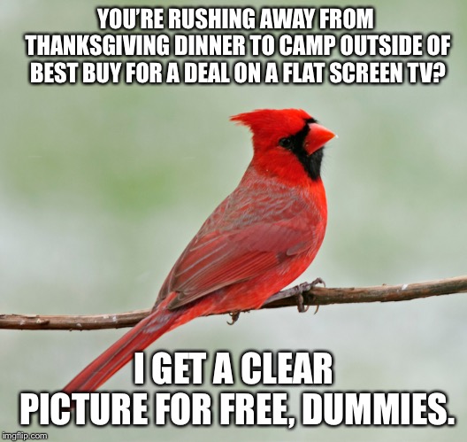 Cardinal saves money on Black Friday, by skipping it. | YOU’RE RUSHING AWAY FROM THANKSGIVING DINNER TO CAMP OUTSIDE OF BEST BUY FOR A DEAL ON A FLAT SCREEN TV? I GET A CLEAR PICTURE FOR FREE, DUMMIES. | image tagged in critical cardinal,memes,thanksgiving,black friday,best buy,tv | made w/ Imgflip meme maker
