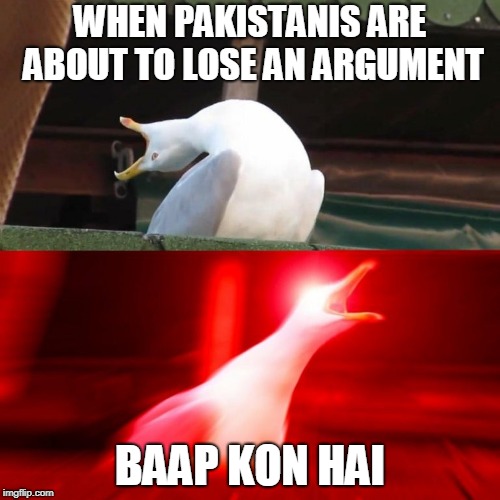 BOY seagull | WHEN PAKISTANIS ARE ABOUT TO LOSE AN ARGUMENT; BAAP KON HAI | image tagged in boy seagull,bakchodi | made w/ Imgflip meme maker