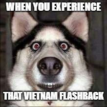 WHEN YOU EXPERIENCE; THAT VIETNAM FLASHBACK | image tagged in scared dog | made w/ Imgflip meme maker