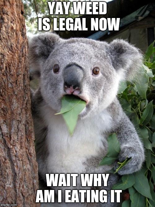 Surprised Koala | YAY WEED IS LEGAL NOW; WAIT WHY AM I EATING IT | image tagged in memes,surprised koala | made w/ Imgflip meme maker