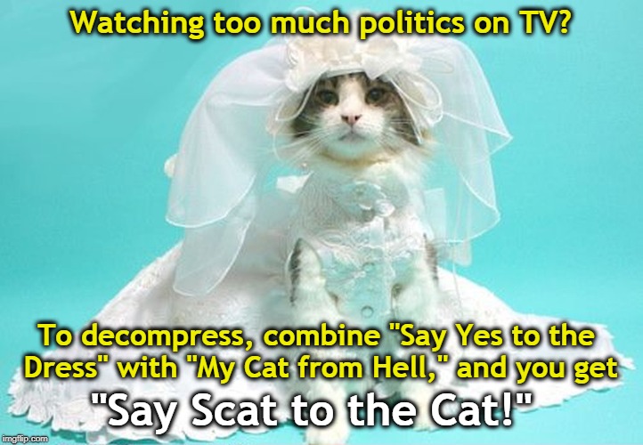 . | Watching too much politics on TV? To decompress, combine "Say Yes to the Dress" with "My Cat from Hell," and you get; "Say Scat to the Cat!" | image tagged in politics,tv,wedding dress,cat | made w/ Imgflip meme maker