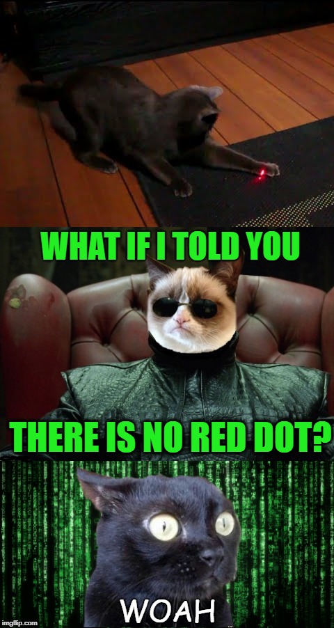 The Catrix | WHAT IF I TOLD YOU; THERE IS NO RED DOT? WOAH | image tagged in funny memes,cats,cat memes,the matrix,laser pointer | made w/ Imgflip meme maker