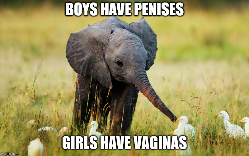 BOYS HAVE PENISES; GIRLS HAVE VAGINAS | made w/ Imgflip meme maker