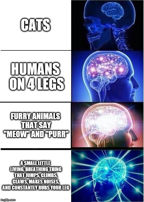 kitten | CATS; HUMANS ON 4 LEGS; FURRY ANIMALS THAT SAY "MEOW" AND "PURR"; A SMALL LITTLE LIVING, BREATHING THING THAT JUMPS, CLIMBS, CLAWS, MAKES NOISES, AND CONSTANTLY RUBS YOUR LEG | image tagged in memes,expanding brain | made w/ Imgflip meme maker