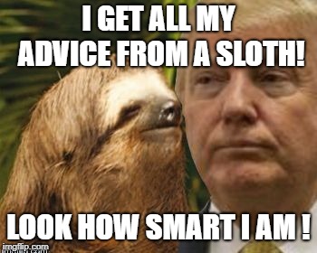 Political advice sloth | I GET ALL MY ADVICE FROM A SLOTH! LOOK HOW SMART I AM ! | image tagged in political advice sloth | made w/ Imgflip meme maker