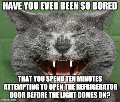 Happy Cat Laughs | HAVE YOU EVER BEEN SO BORED; THAT YOU SPEND TEN MINUTES ATTEMPTING TO OPEN THE REFRIGERATOR DOOR BEFORE THE LIGHT COMES ON? | image tagged in funny cat memes,laughing,bored | made w/ Imgflip meme maker