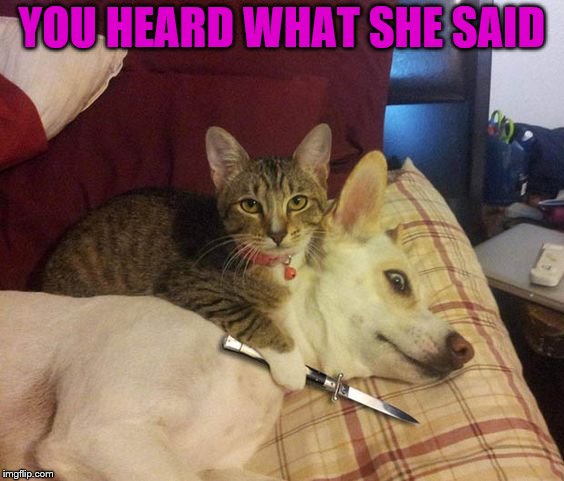 Cat knife Dog | YOU HEARD WHAT SHE SAID | image tagged in cat knife dog | made w/ Imgflip meme maker