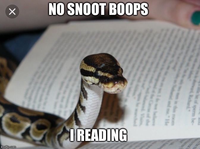 NO SNOOT BOOPS; I READING | image tagged in reading,snake | made w/ Imgflip meme maker