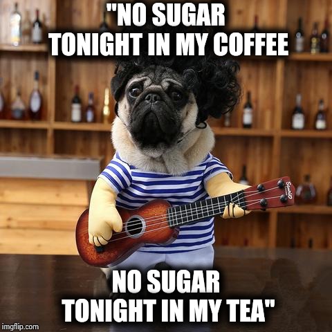 Ukelele Pug | "NO SUGAR TONIGHT IN MY COFFEE NO SUGAR TONIGHT IN MY TEA" | image tagged in ukelele pug | made w/ Imgflip meme maker