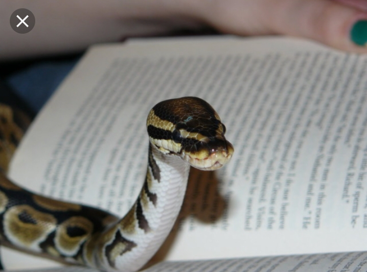 Reading snake Blank Meme Template