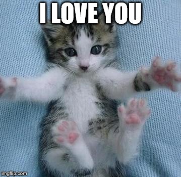 I love you | I LOVE YOU | image tagged in i love you this much,cat,cute | made w/ Imgflip meme maker
