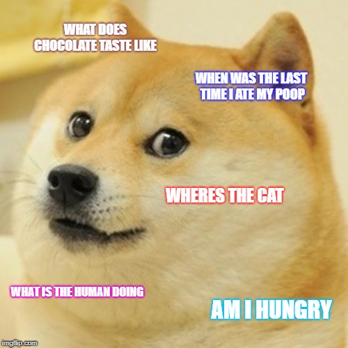 Doge | WHAT DOES CHOCOLATE TASTE LIKE; WHEN WAS THE LAST TIME I ATE MY POOP; WHERES THE CAT; WHAT IS THE HUMAN DOING; AM I HUNGRY | image tagged in memes,doge | made w/ Imgflip meme maker