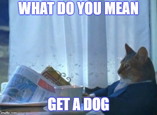 I Should Buy A Boat Cat | WHAT DO YOU MEAN; GET A DOG | image tagged in memes,i should buy a boat cat | made w/ Imgflip meme maker