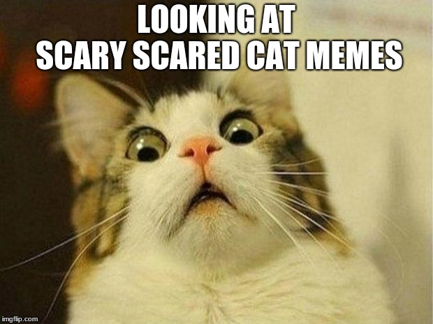 Scared Cat Meme | LOOKING AT SCARY SCARED CAT MEMES | image tagged in memes,scared cat | made w/ Imgflip meme maker