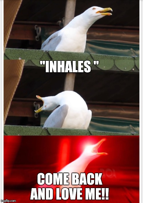 "INHALES "; COME BACK AND LOVE ME!! | image tagged in inhaling seagull | made w/ Imgflip meme maker