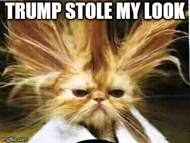 trump stole my look | TRUMP STOLE MY LOOK | image tagged in bad hair day,trump look,trump,cat,hair day,bad hair | made w/ Imgflip meme maker