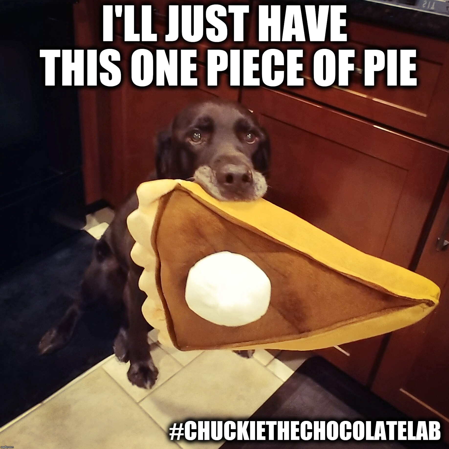 I'll just have this one piece of pie | I'LL JUST HAVE THIS ONE PIECE OF PIE; #CHUCKIETHECHOCOLATELAB | image tagged in chuckie the chocolate lab,dogs,pie,funny,memes,thanksgiving | made w/ Imgflip meme maker