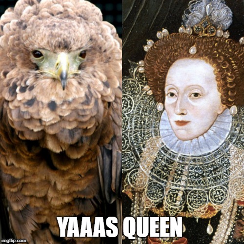 See the Resemblance? | YAAAS QUEEN | image tagged in queen,yes,bird | made w/ Imgflip meme maker