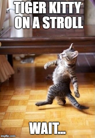 Cool Cat Stroll Meme | TIGER KITTY ON A STROLL; WAIT... | image tagged in memes,cool cat stroll | made w/ Imgflip meme maker