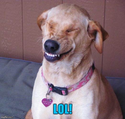 laughing dog | LOL! | image tagged in laughing dog | made w/ Imgflip meme maker