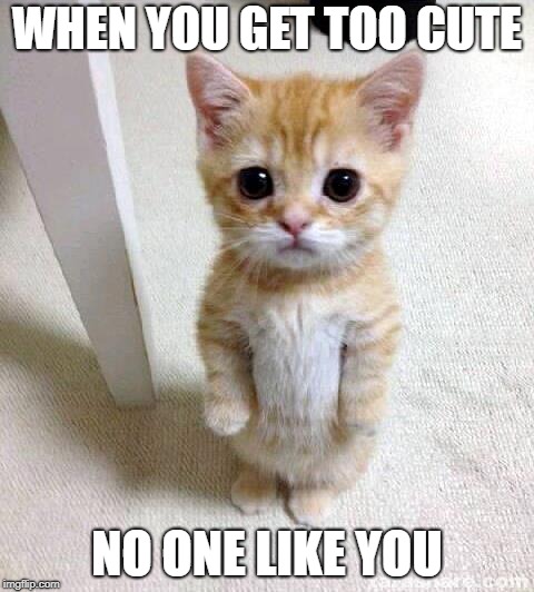 Cute Cat Meme | WHEN YOU GET TOO CUTE; NO ONE LIKE YOU | image tagged in memes,cute cat | made w/ Imgflip meme maker