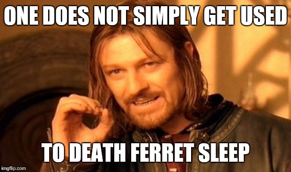 When you try to wake up your ferret... | ONE DOES NOT SIMPLY GET USED; TO DEATH FERRET SLEEP | image tagged in memes,one does not simply,ferret,sleep,pets | made w/ Imgflip meme maker