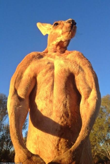 High Quality Big fuck off kangaroo Blank Meme Template