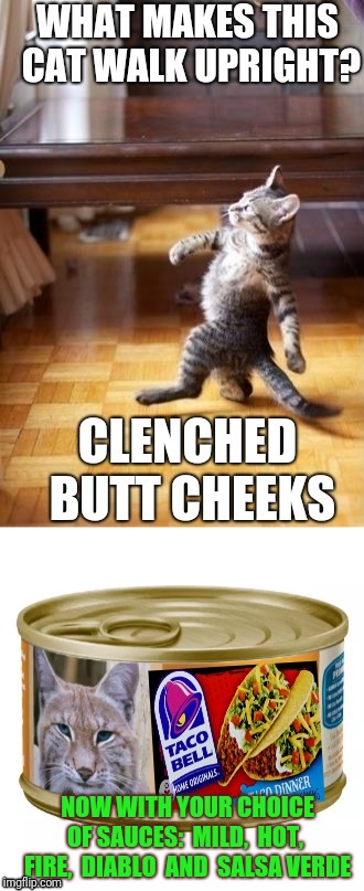 If You Like Your Carpeting The Way It Is, Never Get The Salsa Verde |  NOW WITH YOUR CHOICE OF SAUCES:  MILD,  HOT,  FIRE,  DIABLO  AND  SALSA VERDE | image tagged in cool cat stroll,strut,funny cat memes,taco bell,salsa,cat food | made w/ Imgflip meme maker