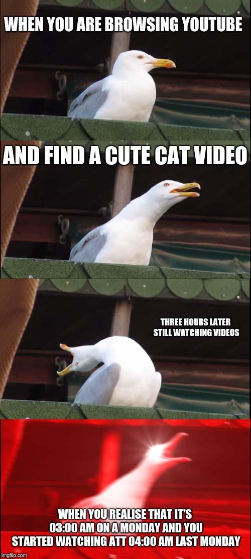 Inhaling Seagull Meme | WHEN YOU ARE BROWSING YOUTUBE; AND FIND A CUTE CAT VIDEO; THREE HOURS LATER STILL WATCHING VIDEOS; WHEN YOU REALISE THAT IT'S 03:00 AM ON A MONDAY AND YOU STARTED WATCHING ATT 04:00 AM LAST MONDAY | image tagged in memes,inhaling seagull | made w/ Imgflip meme maker
