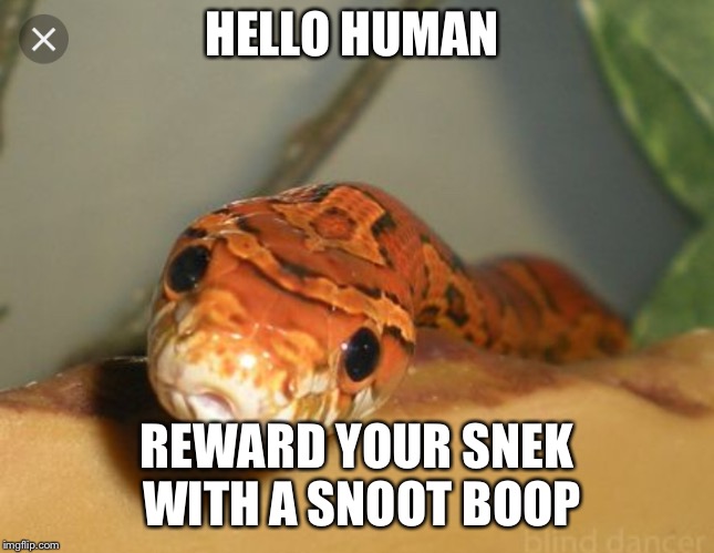 HELLO HUMAN; REWARD YOUR SNEK WITH A SNOOT BOOP | image tagged in boopy snek | made w/ Imgflip meme maker