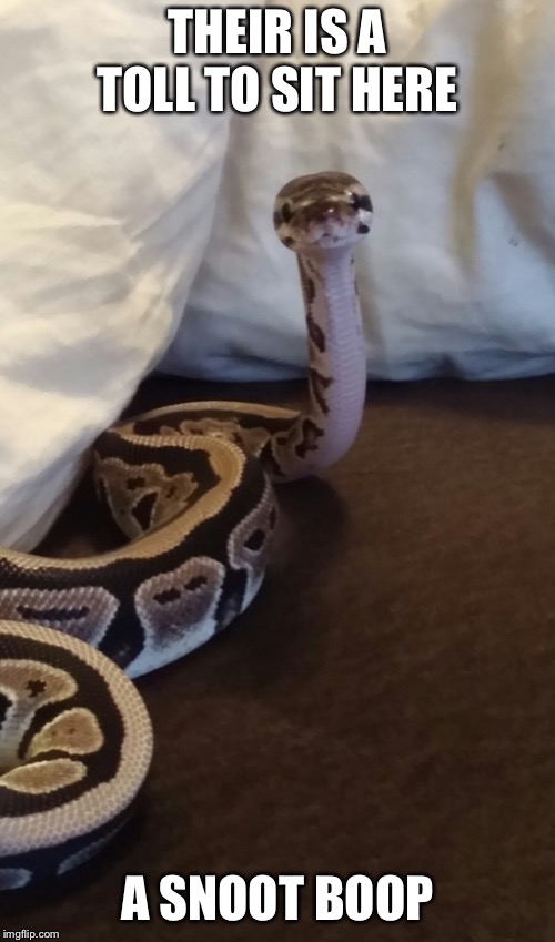 Sofa snek | THEIR IS A TOLL TO SIT HERE; A SNOOT BOOP | image tagged in sofa snek | made w/ Imgflip meme maker