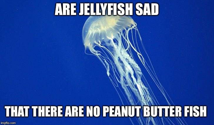 Jellyfish | ARE JELLYFISH SAD; THAT THERE ARE NO PEANUT BUTTER FISH | image tagged in jellyfish | made w/ Imgflip meme maker