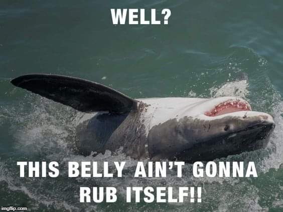 Be Careful Rubbing That Belly You Might Lose Your Hand Or Both Hands!?! | image tagged in sharks,ocean,fingers,hands | made w/ Imgflip meme maker