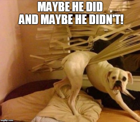 guilty dog | MAYBE HE DID AND MAYBE HE DIDN'T! | image tagged in guilty dog | made w/ Imgflip meme maker