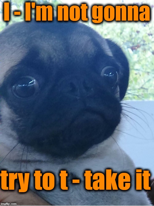 scared dog | I - I'm not gonna try to t - take it | image tagged in scared dog | made w/ Imgflip meme maker