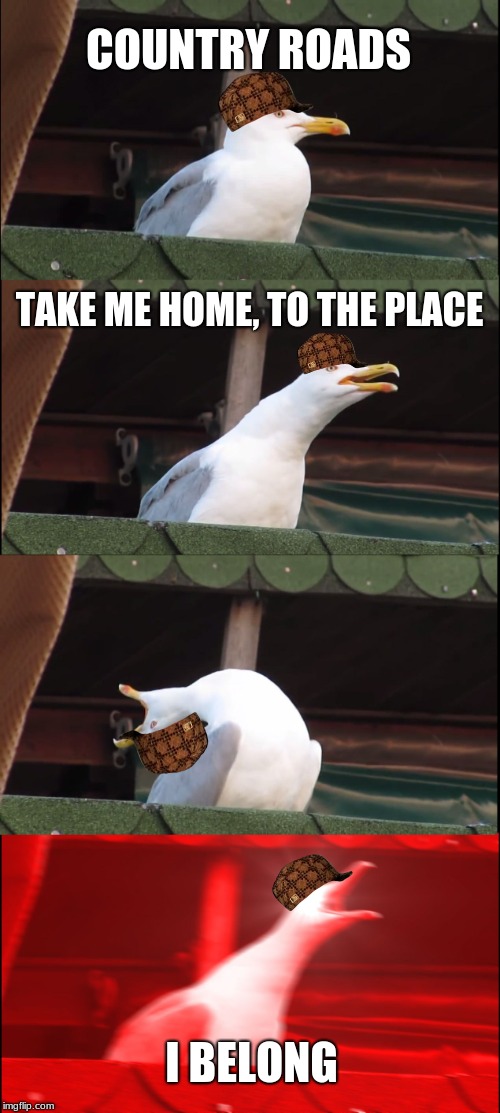 Inhaling Seagull Meme | COUNTRY ROADS; TAKE ME HOME, TO THE PLACE; I BELONG | image tagged in memes,inhaling seagull,scumbag | made w/ Imgflip meme maker