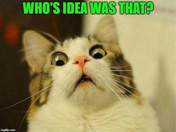 Scared Cat Meme | WHO'S IDEA WAS THAT? | image tagged in memes,scared cat | made w/ Imgflip meme maker