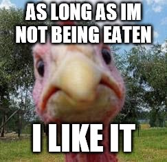 turkey | AS LONG AS IM NOT BEING EATEN I LIKE IT | image tagged in turkey | made w/ Imgflip meme maker