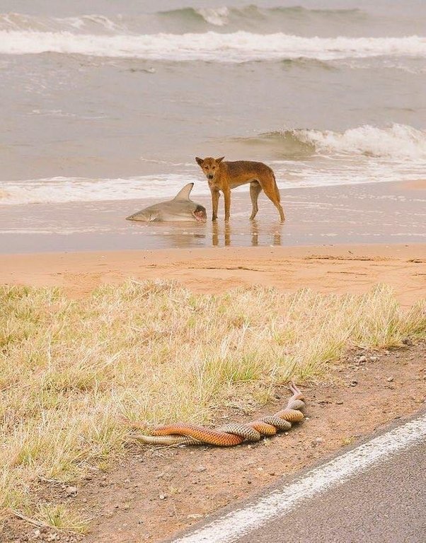 Welcome to Australia Blank Meme Template