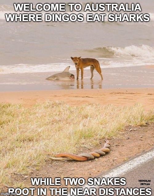 Welcome to Australia | WELCOME TO AUSTRALIA WHERE DINGOS EAT SHARKS; WHILE TWO SNAKES ROOT IN THE NEAR DISTANCES; NICHOLAS ORTYAN | image tagged in welcome to australia | made w/ Imgflip meme maker