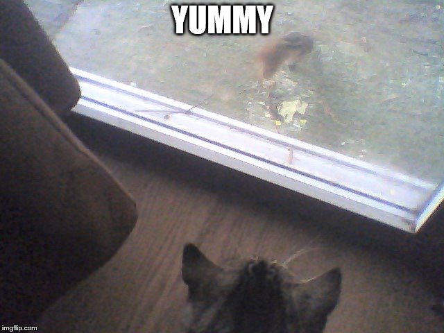 squirrel at the front window | YUMMY | image tagged in squirrel,cat,yummy,funny | made w/ Imgflip meme maker