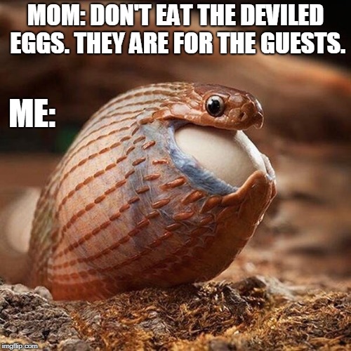 Deviled Eggs Snake | MOM: DON'T EAT THE DEVILED EGGS. THEY ARE FOR THE GUESTS. ME: | image tagged in deviled eggs,snake,thanksgiving,guests,me | made w/ Imgflip meme maker
