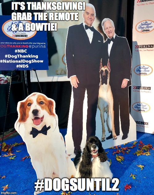 Bolt's National Dog Show Meme | IT'S THANKSGIVING!

  GRAB THE REMOTE & A BOWTIE! #DOGSUNTIL2 | image tagged in nds,dogsuntil2,national dog show,dogthanking,nbc | made w/ Imgflip meme maker