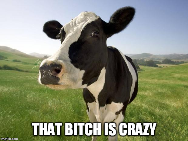 cow | THAT B**CH IS CRAZY | image tagged in cow | made w/ Imgflip meme maker