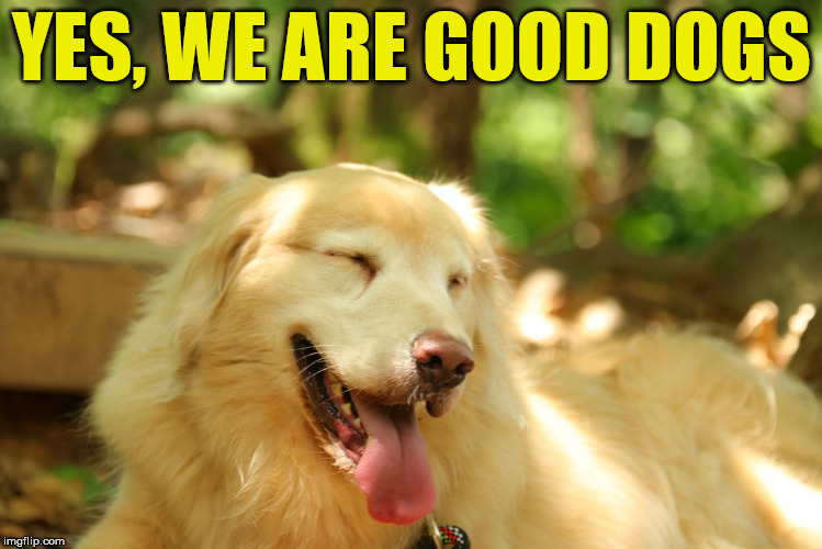 Dog laughing | YES, WE ARE GOOD DOGS | image tagged in dog laughing | made w/ Imgflip meme maker