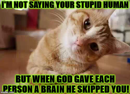 I'M NOT SAYING YOUR STUPID HUMAN; BUT WHEN GOD GAVE EACH PERSON A BRAIN HE SKIPPED YOU! | image tagged in dumb human | made w/ Imgflip meme maker